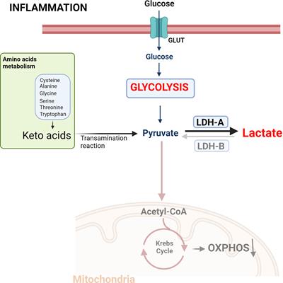 Role of Lactate in Inflammatory Processes: Friend or Foe